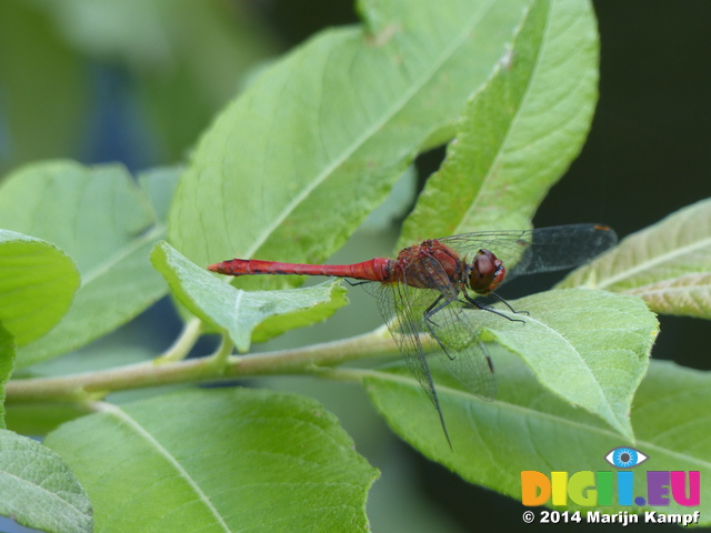 FZ008306 Red dragonfly